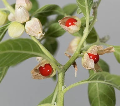 Herb Highlight: Ashwagandha