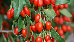As verdades sobre o Goji berry