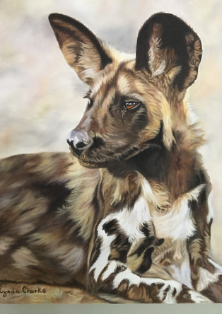 Wild Dog Head