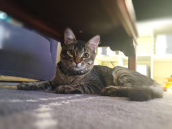 Ollie