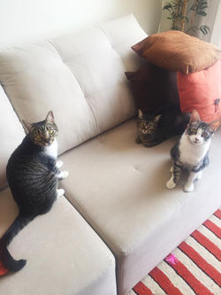 Chuck, Luna & Tony