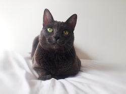 Chita