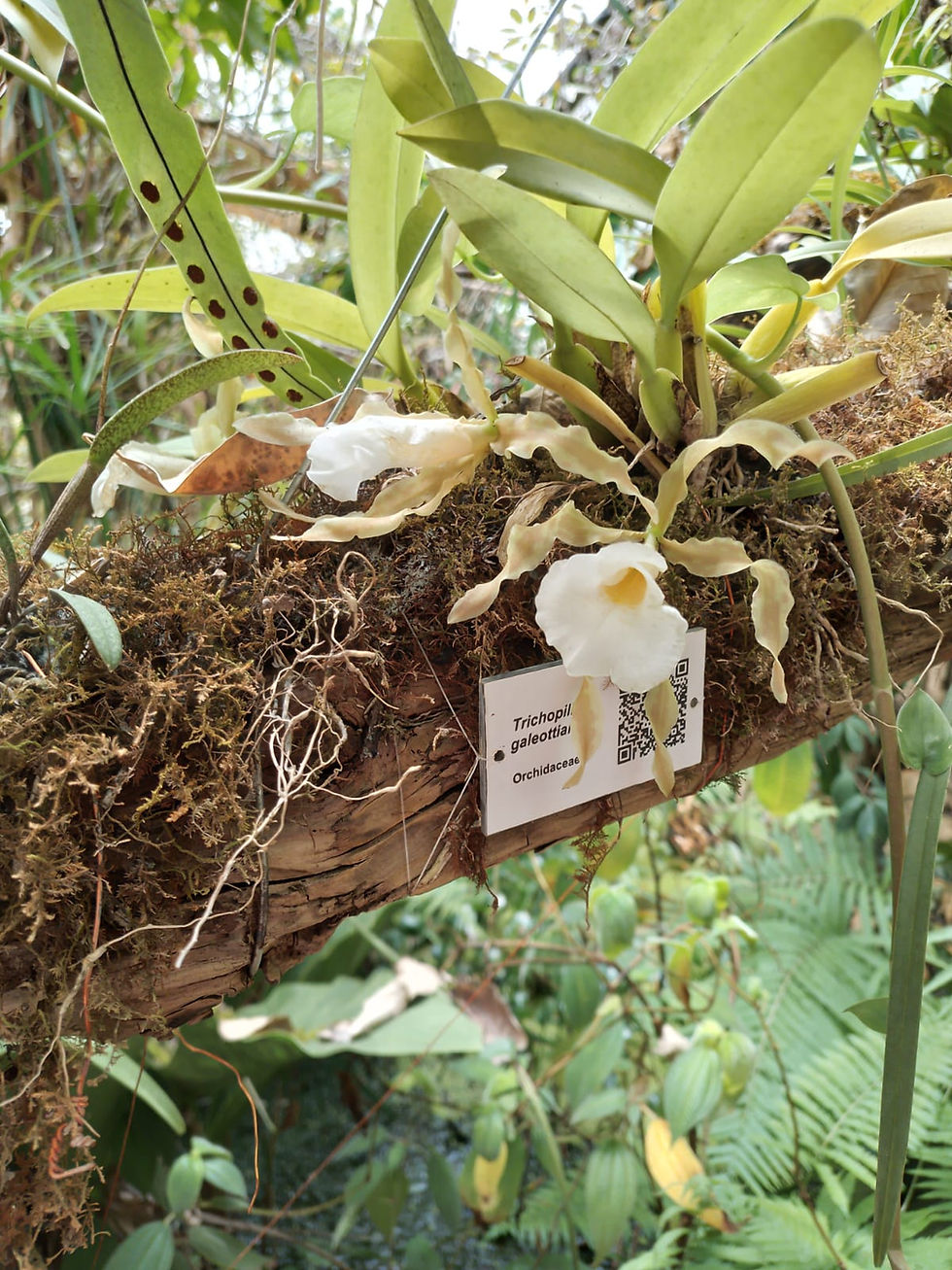 Descubre la Maravilla Botánica de San Cristóbal de las Casas: Visita el Jardín de Epífitas y el Orquideario Moxviquil