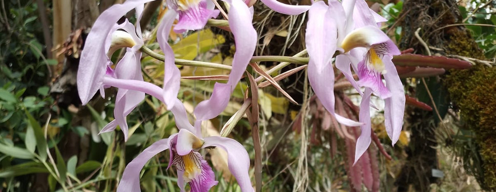 especie de orquideas