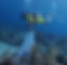 Coral Spawning Collection_edited.jpg