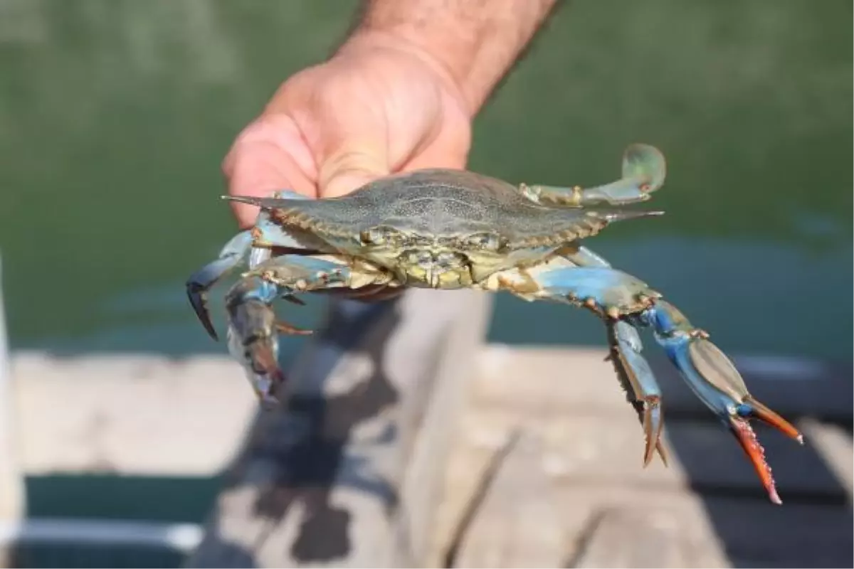 Blue Crab, Dalyan Excursion from Marmaris