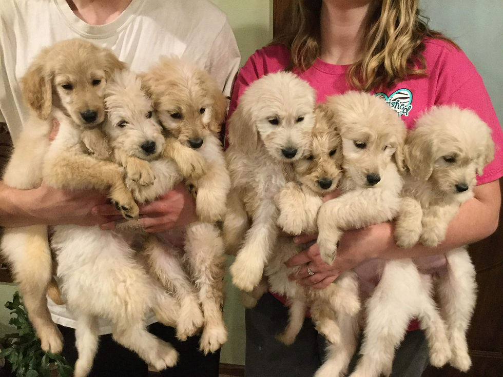 Yankee Goldendoodle Dandies!