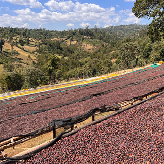 Rows of coffee drying using the natural method