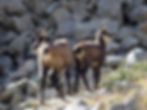 Chamois, Mercantour, Hôtel du grand Capelet
