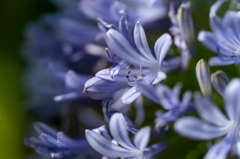 Agapanthe.webp