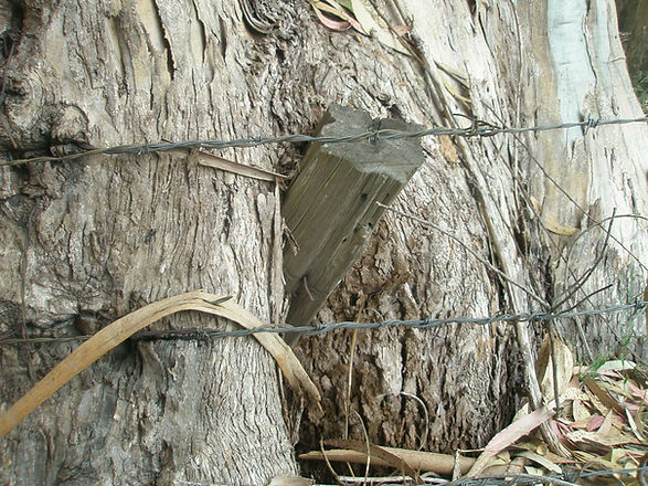 bounaryfenceintree.jpg