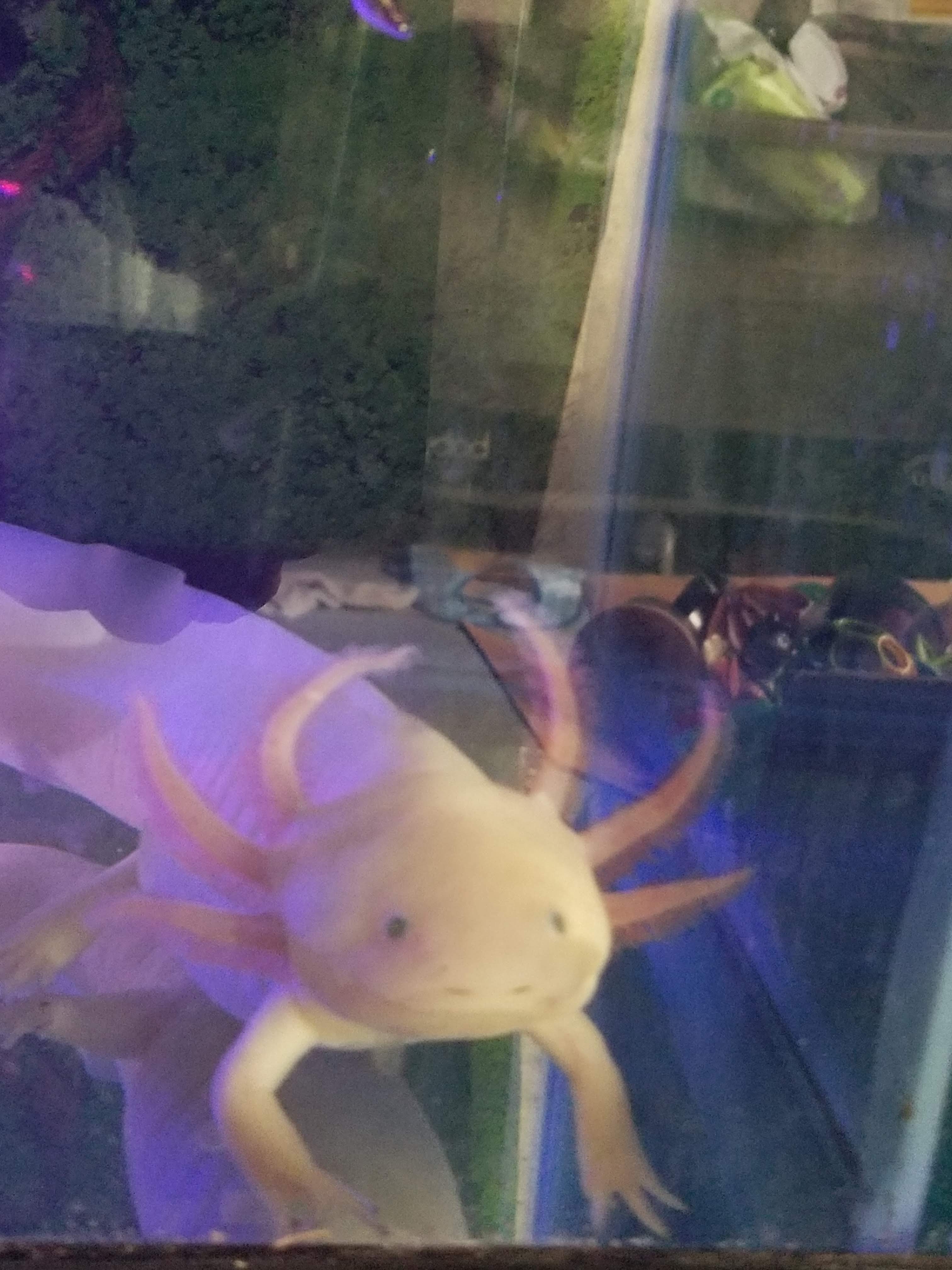 Axolotl Breeder Awesome Axolotls United States