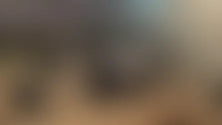 Peel Police detain Milton resident in stolen vehicle probe.