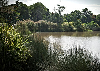 Kota Kemuning Wetland 11.JPG