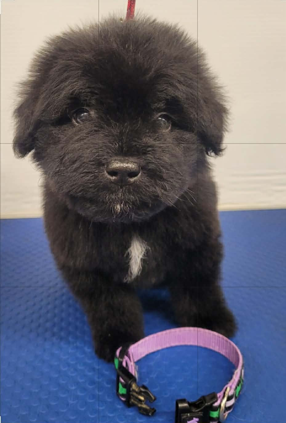 Male Purple/Green Collar (Available)