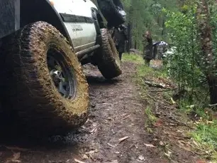 Harvey - A rainy day in the bush