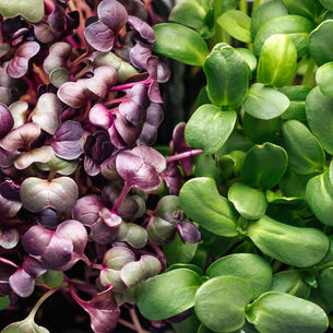 Spring Into Flavour with Longkeeper Microgreens