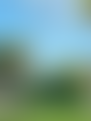 Giraffe with rainbow behind it at Animal Kingdom Lodge