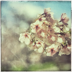 Judith Gardner