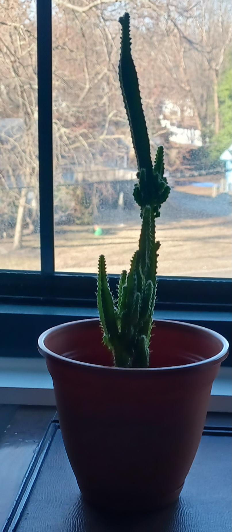 The indoor cactus given to me me from another neighbor