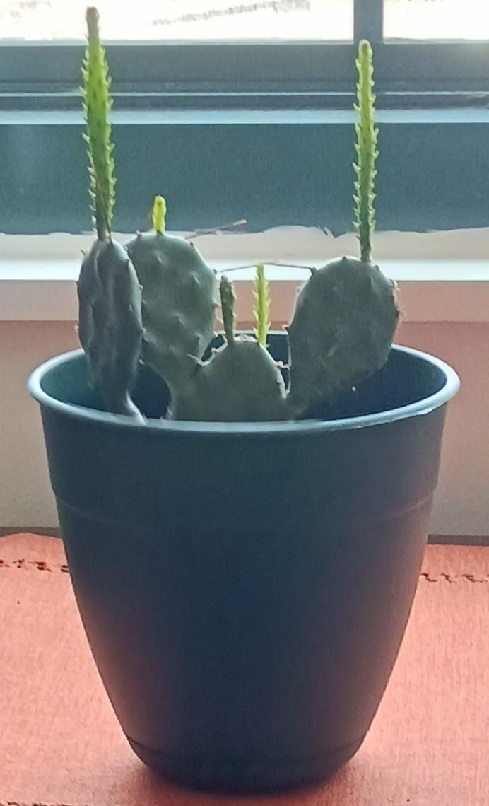 Cactus alive and well in my apartment- given to me by the neighbor where the sleeping cactus is