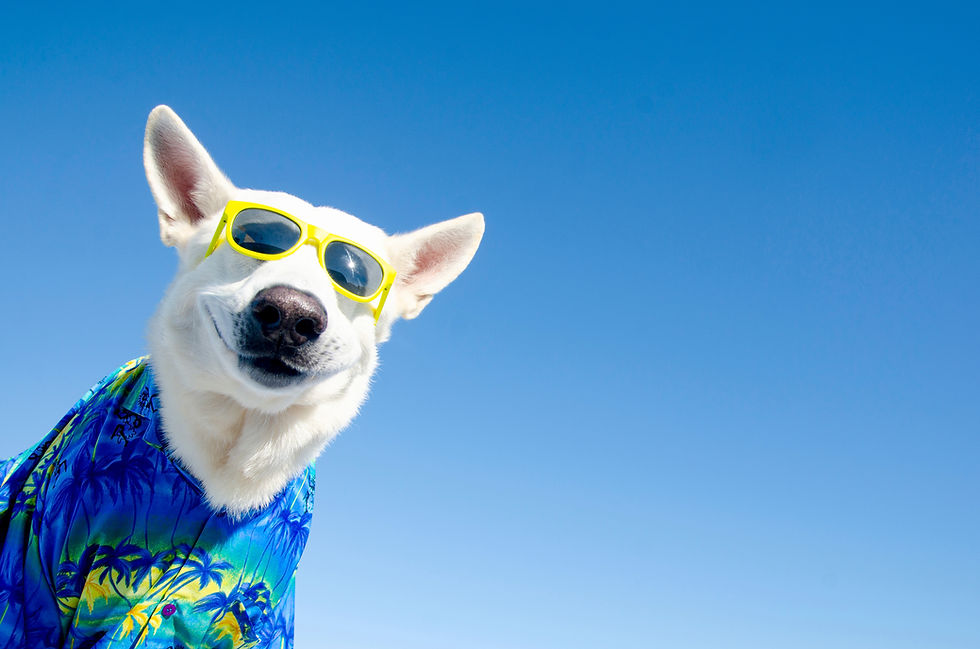 A trained white dog happily wearing sunglasses and a hawaiian shirt while sitting in the sun in Orlando Florida.