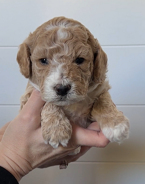 Screen Shot 2024-11-04 at 7.20.52 PM.png