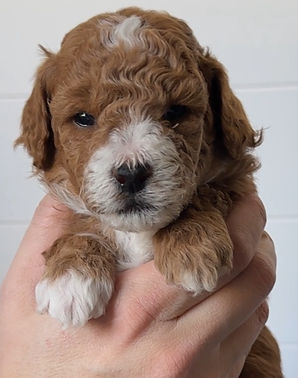 Screen Shot 2024-11-04 at 7.19_edited.jp