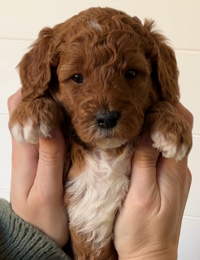 Screen Shot 2024-11-04 at 7.55.19 PM