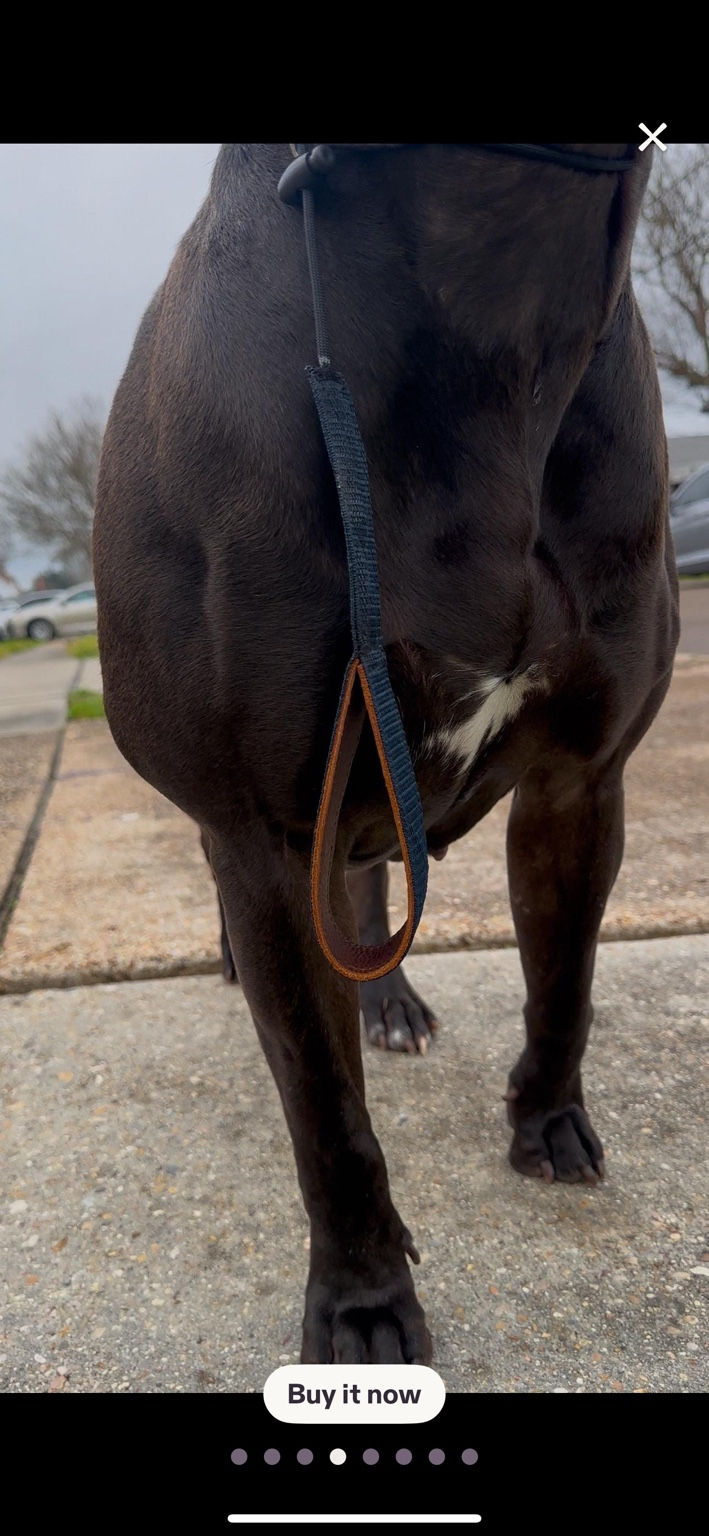 Miniatura: Leash and correction collar shown on a dog from the front