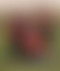 Pirates Hit by Late Injury Blow Ahead of 2026 Season Opener