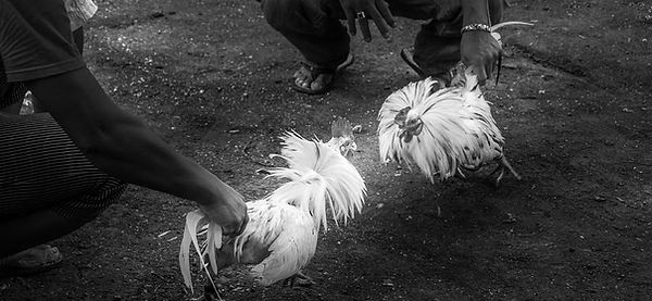 cockfight-in-the-philippines-colin-utz.jpg