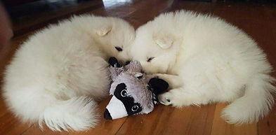 2-pups-racoon-charlie-euro.jpeg