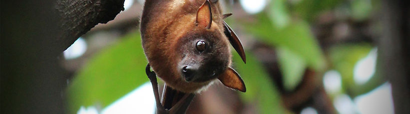 flying fox.jpeg