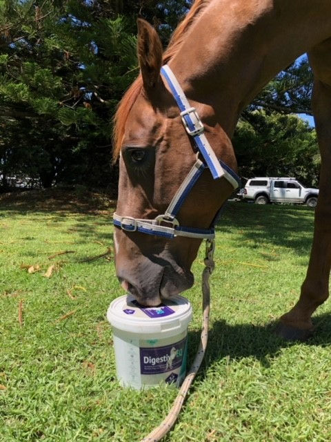 Sparty with Digestive EQjpg.jpg