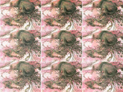 Carle Amyot, Erreur en série