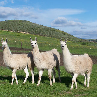 llamas.jpg