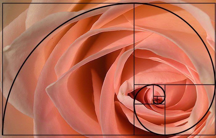 Fibonacci Sequence on a Rose