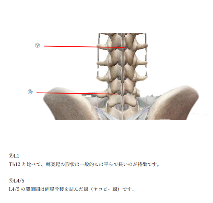 脊椎の評価方法③～触診（static）～