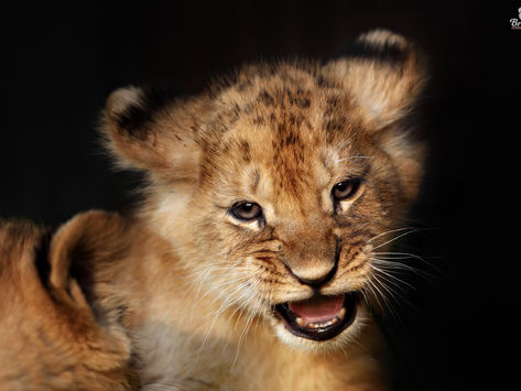 Про львицу Катерину