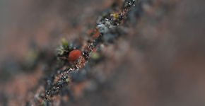Moss_Jane Glennie_01.jpg