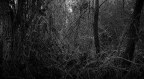 Murmur_Locus-Demeulenaere_03.jpg