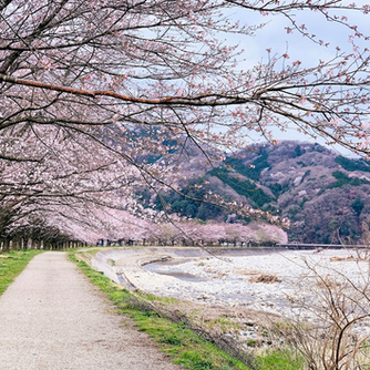 Chasing Sakura Season
