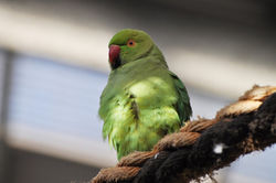 KANGAROO ISLAND WILDLIFE PARK