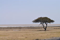 ETOSHA NATIONAL PARK