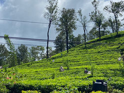 DAMRO TEA PLANTATION
