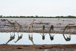 RAF AROUND THE WORLD