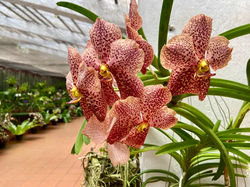 ROYAL BOTANICAL GARDEN