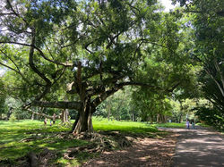 ROYAL BOTANICAL GARDEN