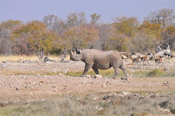 ETOSHA NATIONAL PARK